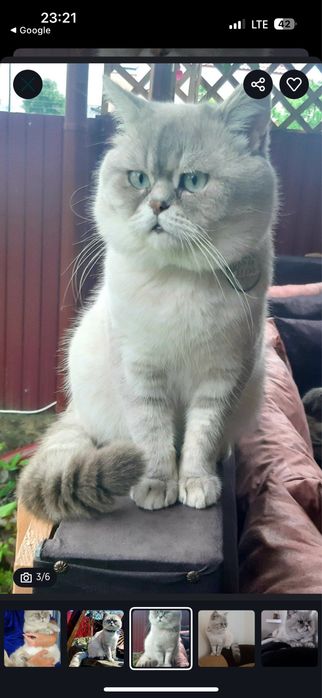 Хлопчик прямовухий