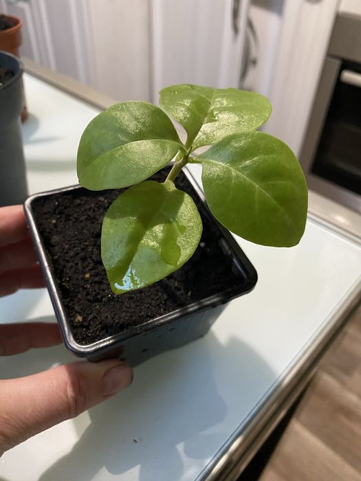 Аглонема, пеперомия, камнеломка, традесканция, пеларгонія, ледебурия,