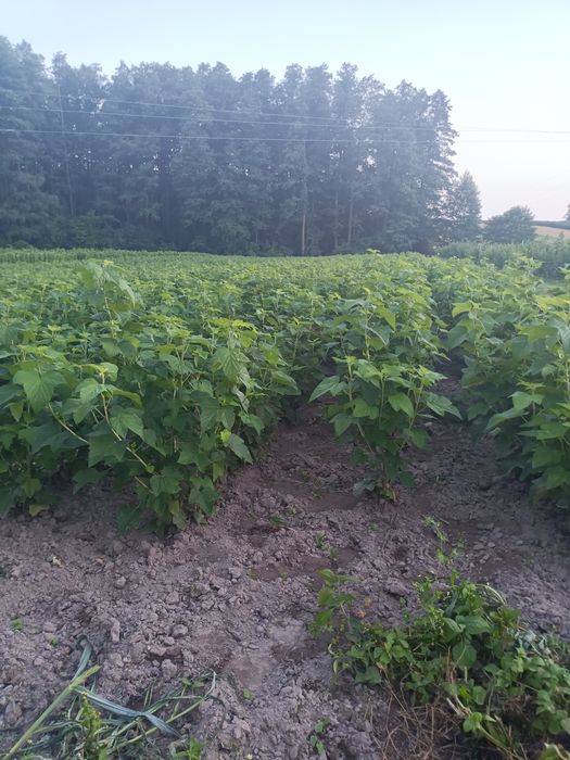 Sadzonki porzeczki czarnej Tisel