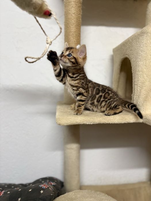 Bengal kitten c/Pedigree e Afixo