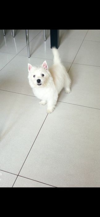 West Highland White Terrier