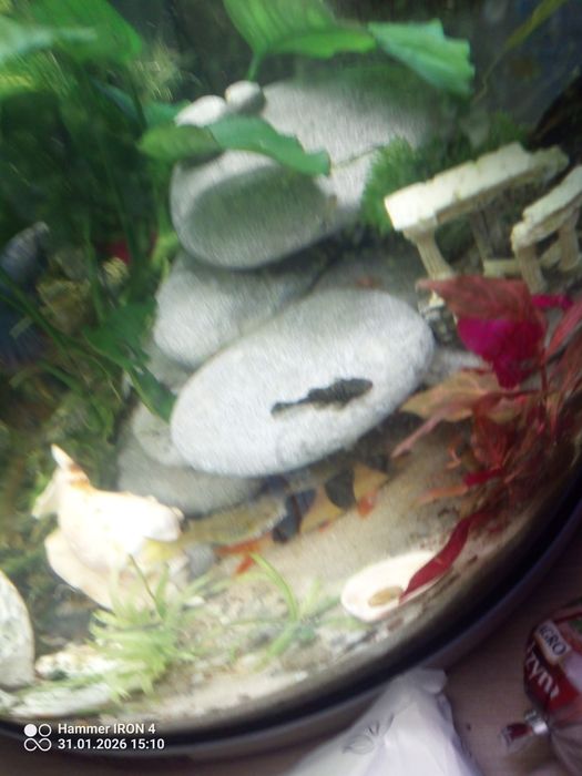 Małe zbrojniki czarne i albino