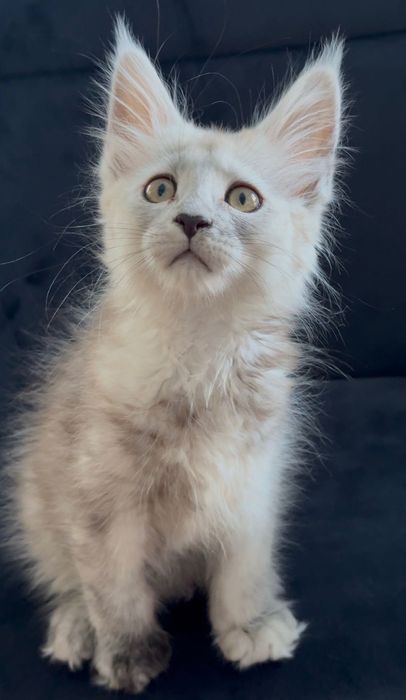 Cudowna Kotka Maine coon  srebrna rodowód FPL