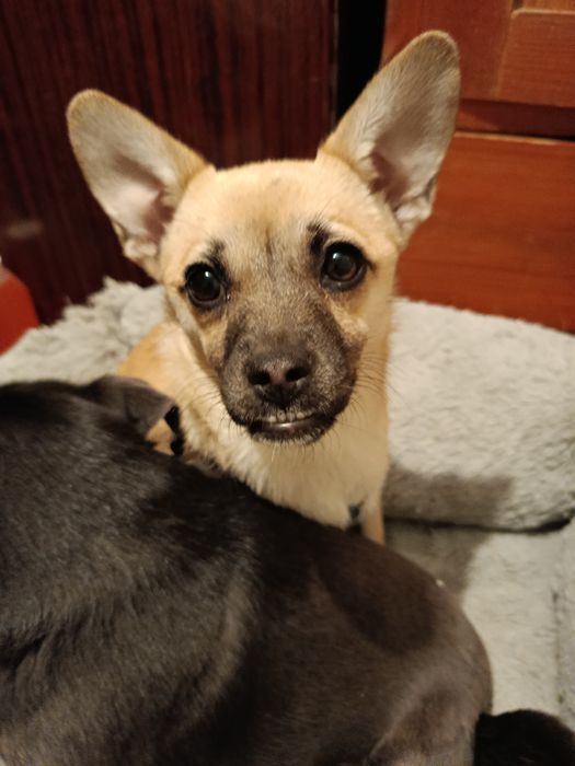 4 кг щастя в добрі руки