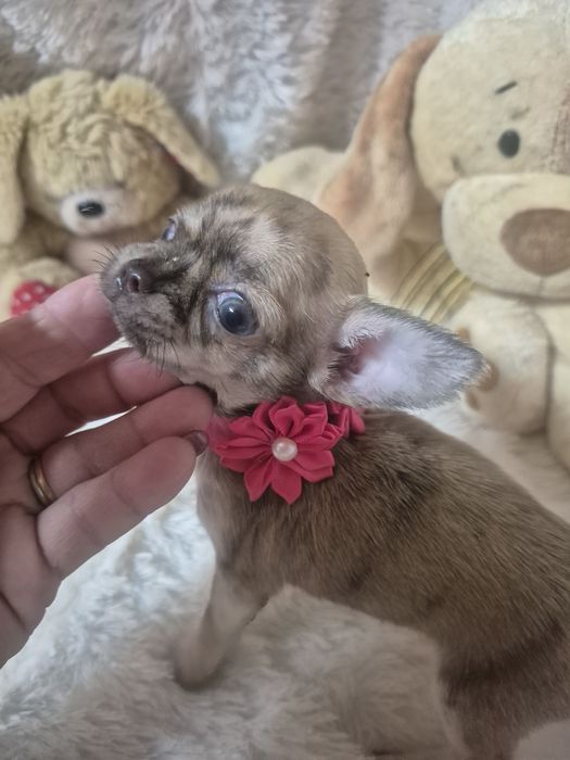 Chihuahua Femea De Bolso Lop Criadora Registada PT 3088 FL