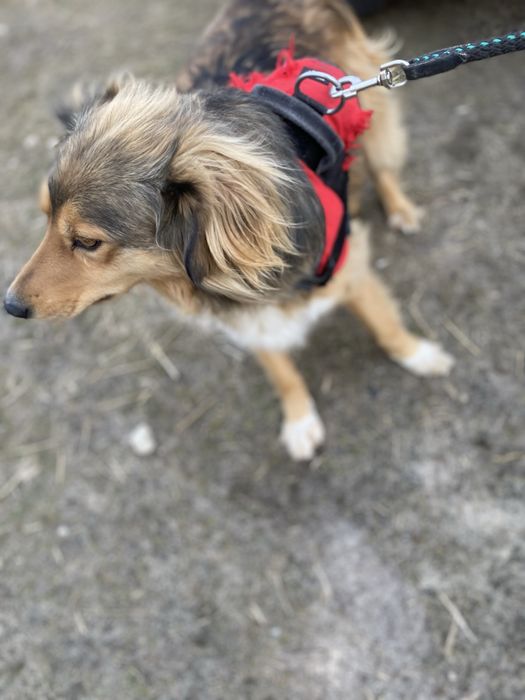 Rudek szuka domu 2-3 letni zaczipowany i wykastrowany