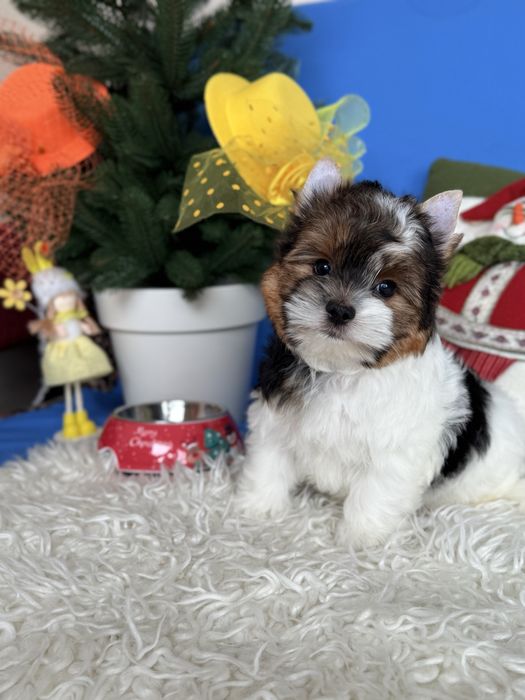 Бівер терʼєр хлопчик КСУ