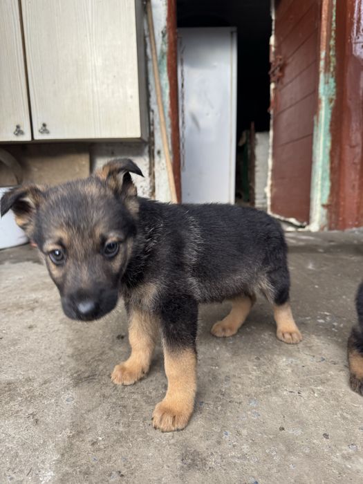 Віддам песиків в добрі руки
