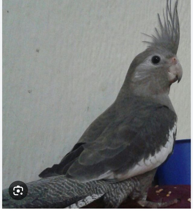 Caturra silvestres