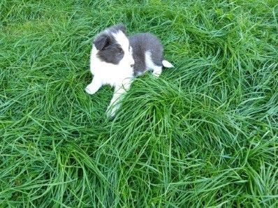 Piesek Border Collie