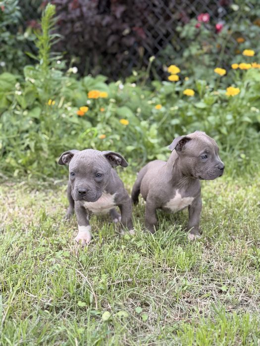 Amstaff - pieski