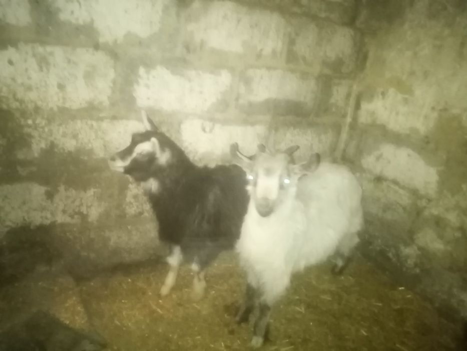 Продам козликів на шашлик або тримання