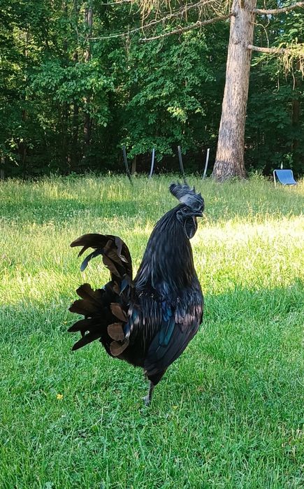 Jaja lęgowe kur niosek mix jajka kolorowe greenshell, marans tęczanka ayam