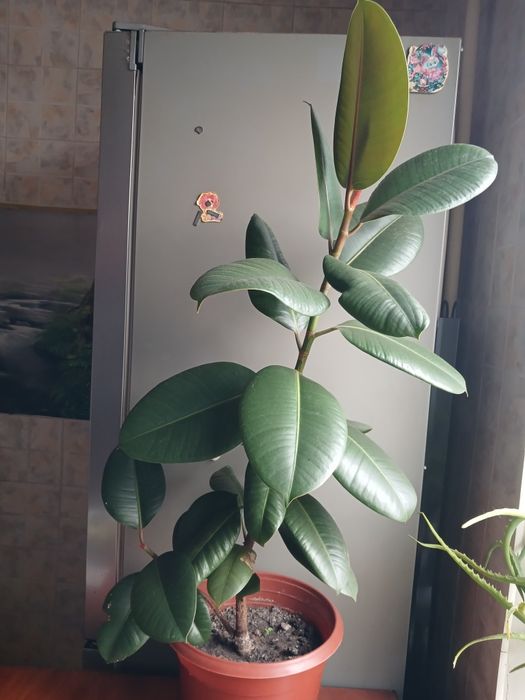 Рослина хатня фікус