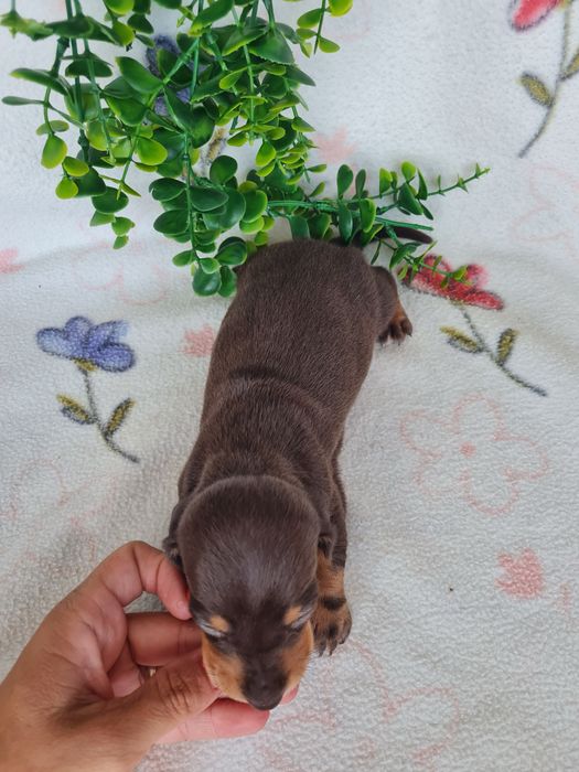 Excelente menina Teckel Choco Tan  de Qualidade