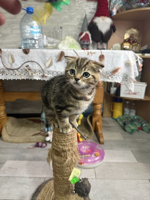 Красивые Котята Скотиш Стайт