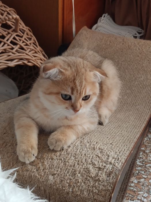 Пухнасті в пошуках люблячої родини