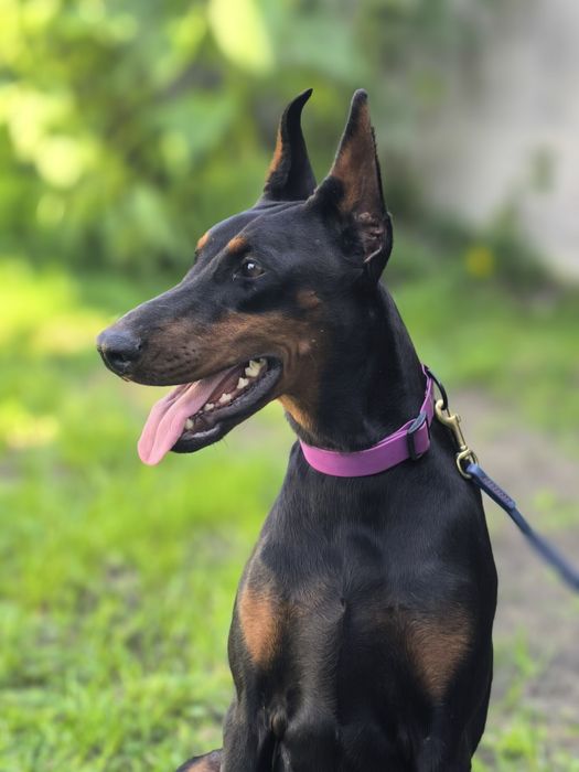 Szczeniak Dobermana