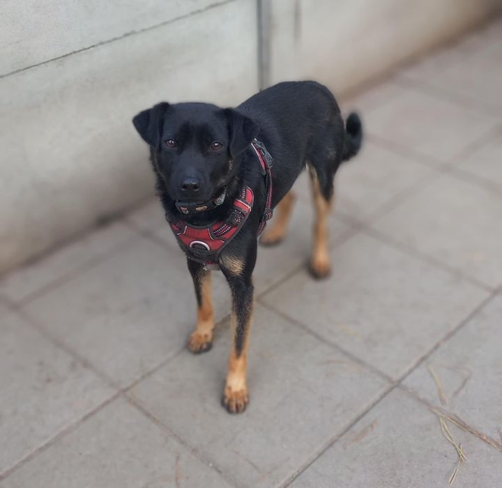 1 rok, 10kg, Promyczek do domu z ogrodem adopcja