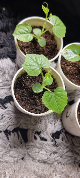 Cucamelão (Pepino-Melancia) - mudas