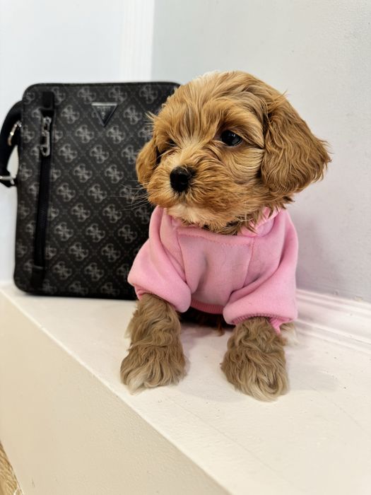 Мальтіпу дівчатка