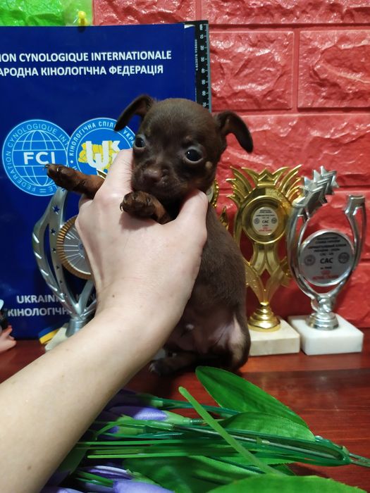 Породистые тойчики для души,выставок,разведения! Миник! КСУ,чип,привит