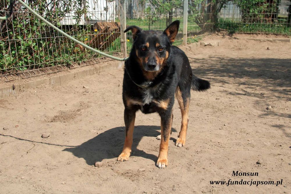 Monsun - przyjacielski psiak