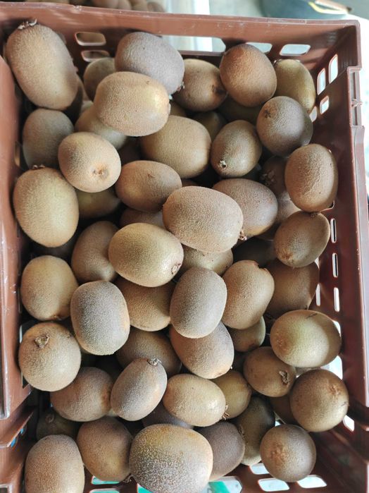 Kiwis amarelos 2€/ kg- entrega na Maia e arredores