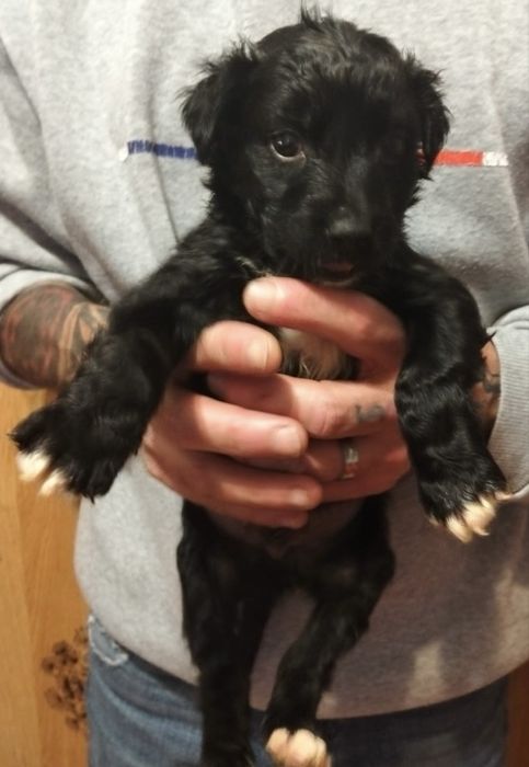 Bebés para adoção responsável