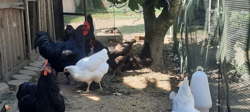 Ovos Galados Jersey Gigante Negro e Brancos
