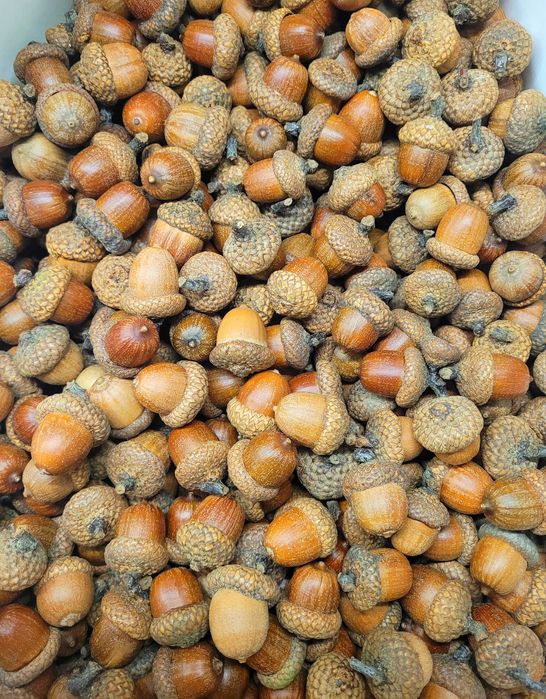 szyszki żołędzie do stroików wieńców ozdoby