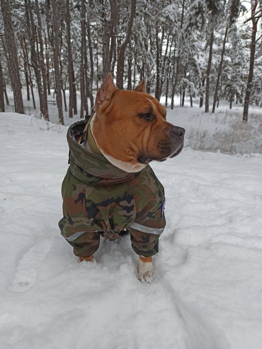 Американский стаффордширский терьер. Вязка.