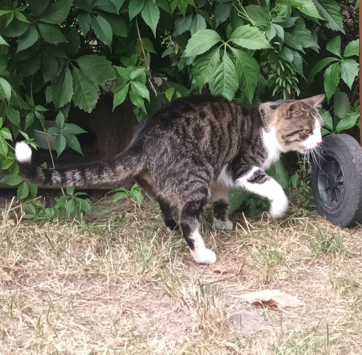 Młodziutki, proludzki kotek na ulicy! Błagam o dt/ds, w nocy jest -25