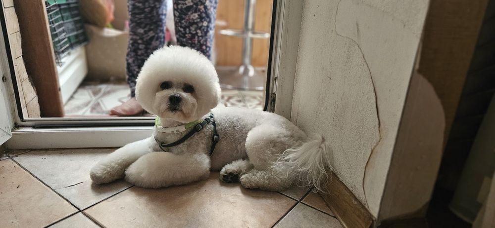 Бішон фрізе в'язка Вінниця