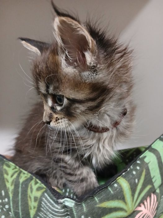 Kocurek Maine Coon do rezerwacji