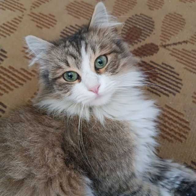 Віддамо котиків в добрі руки.