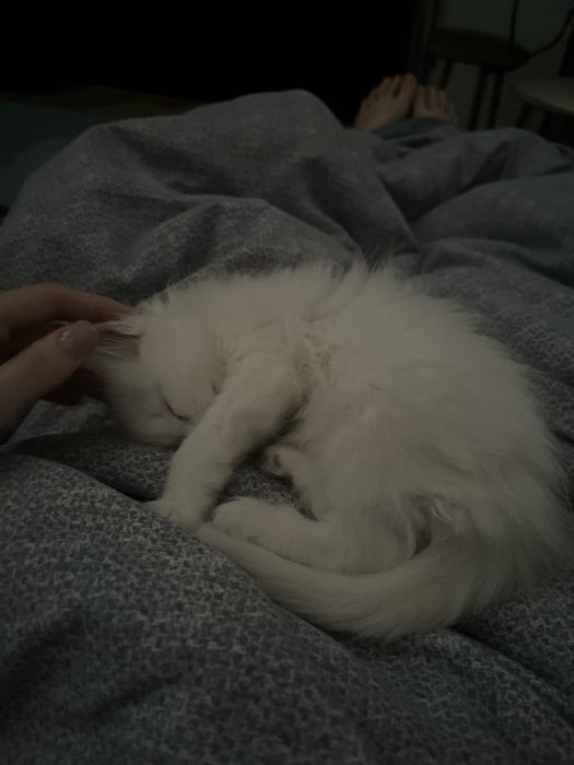 Отдам котика в хорошие руки