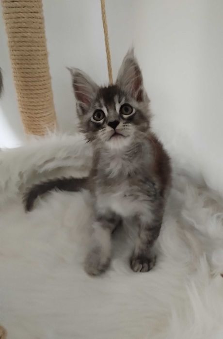 Kocurek Maine Coon ns22 srebrny czarny