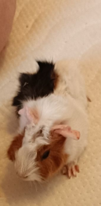 Młode świnki morskie