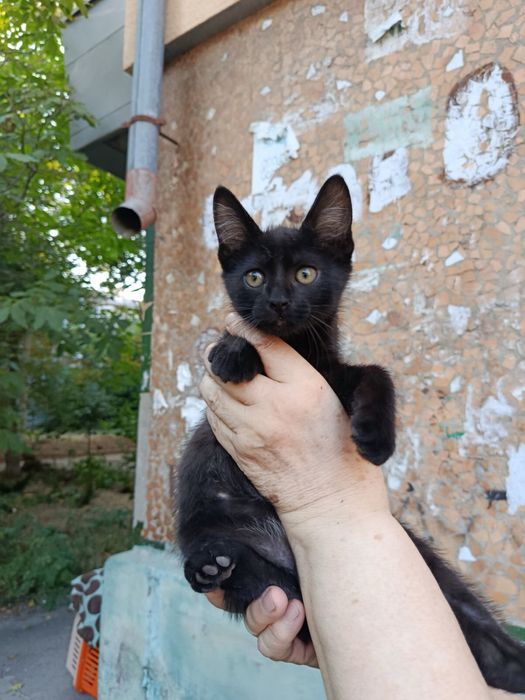 Котенок сросно ищет дом