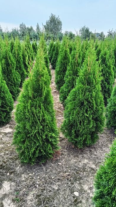 Sprzedam tuja szmaragd