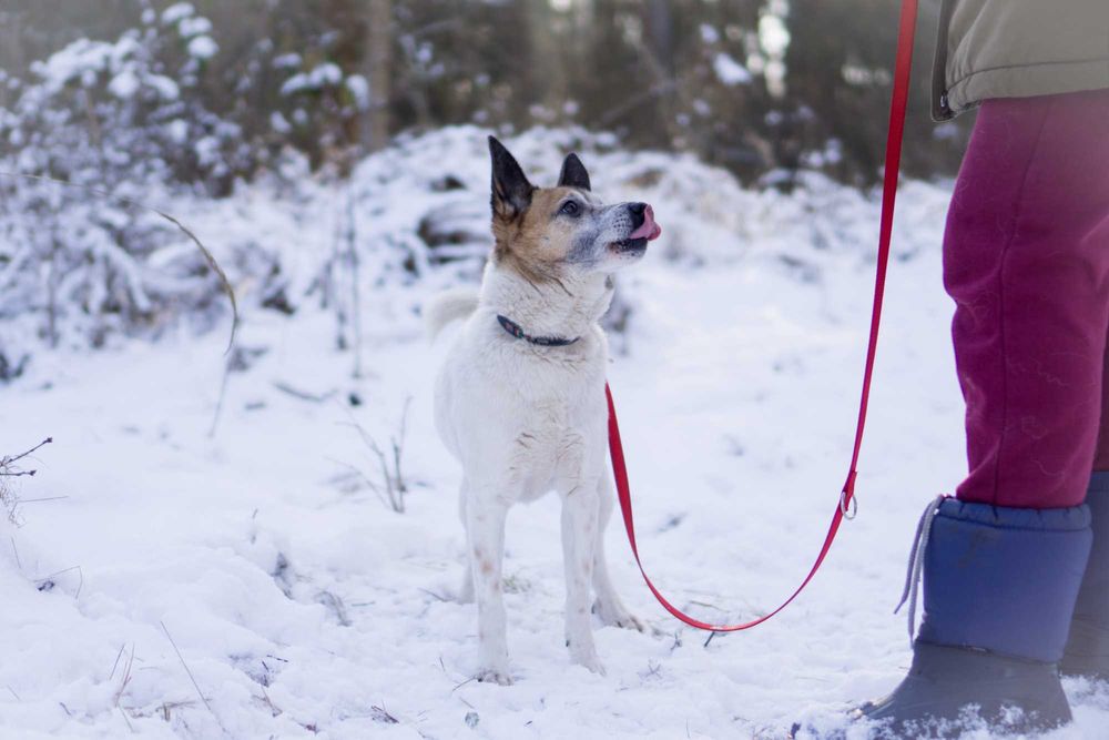 10 letni Remik  - adoptuj go!