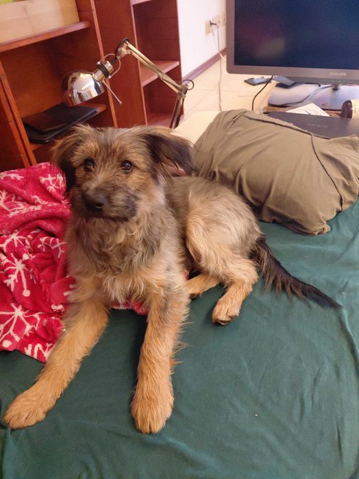 Oddam psa szczeniaka