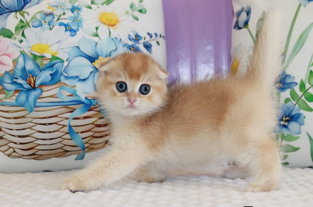 Мальчишка Scottish Fold
