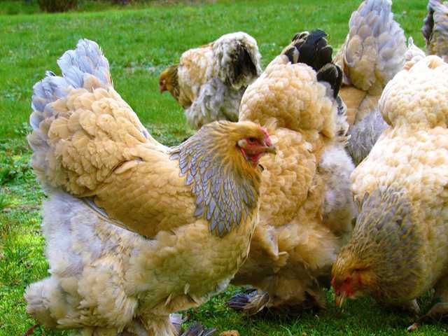 Інкубаційне яйце курей Брама: колумбійське золото, лососева