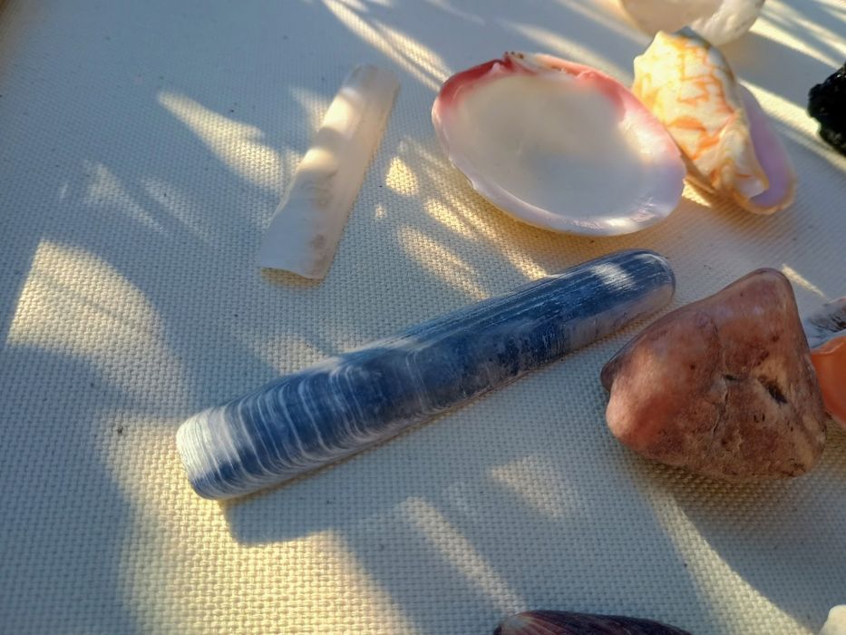 Корал ракушка до акваріума