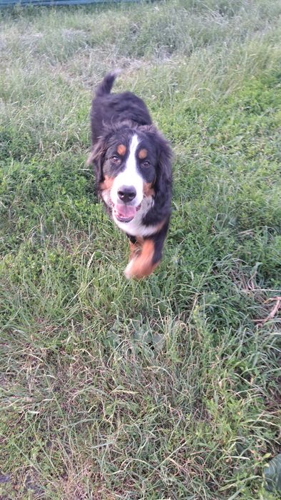 Berneński pies pasterski