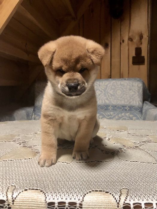 Shiba Inu, WYŚNIONY Rajsobie(FCI), piękny chlopczyk.