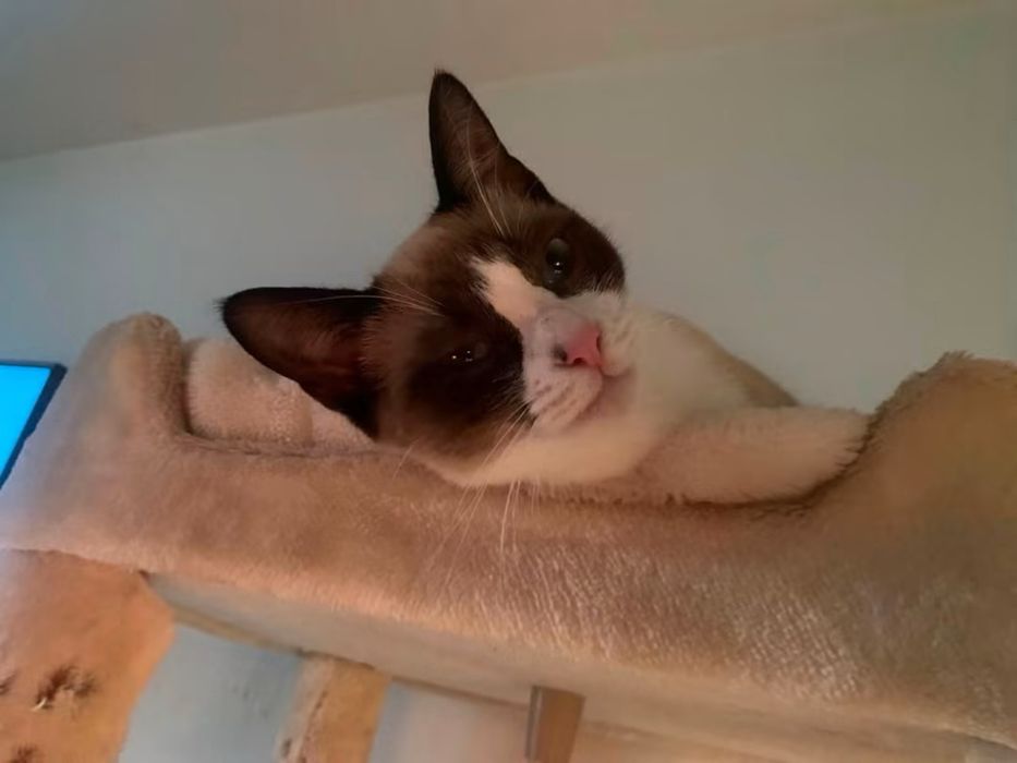 Gatinha de 2 anos