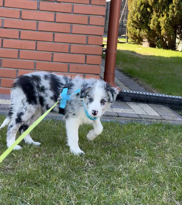 Border Collie - blue merle